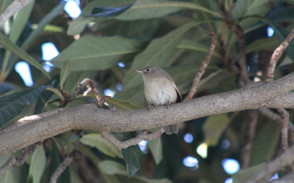 House Wren - ML110992141