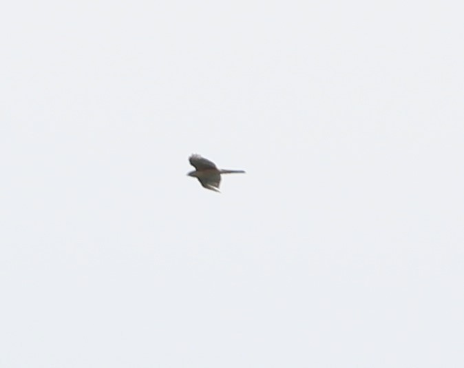 Cooper's Hawk - ML110992961