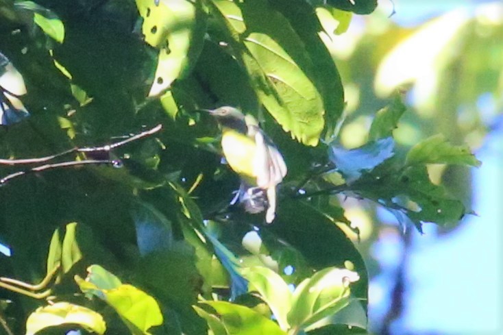 Slaty-chinned Longbill - ML110993981