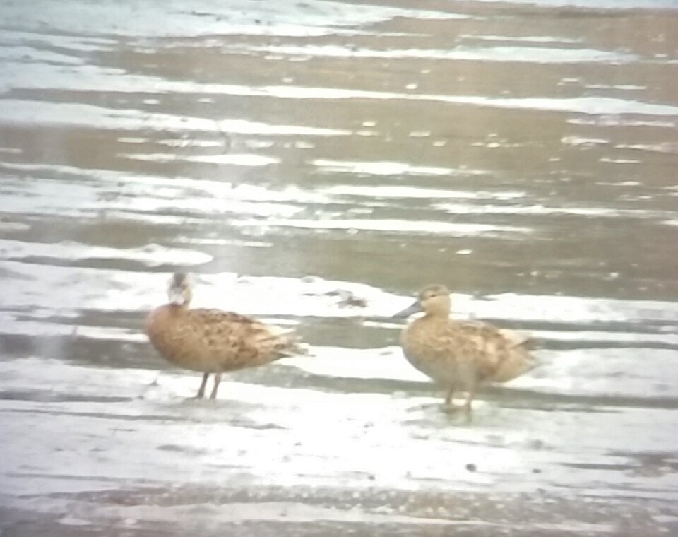 Cinnamon Teal - Susan Smith