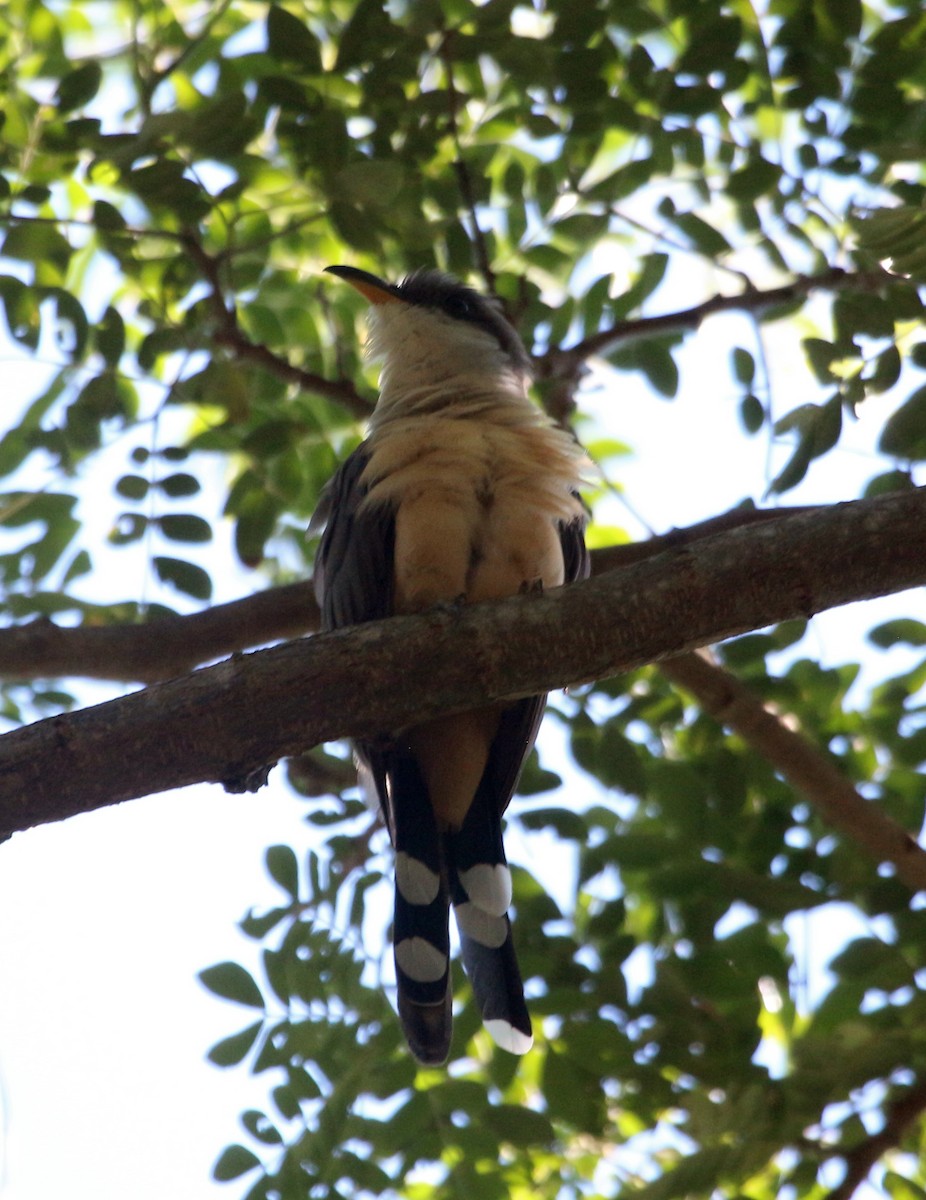 Mangrove Cuckoo - John Drummond