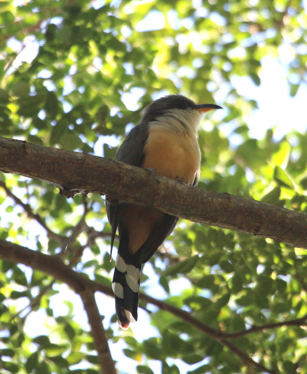 Mangrove Cuckoo - John Drummond