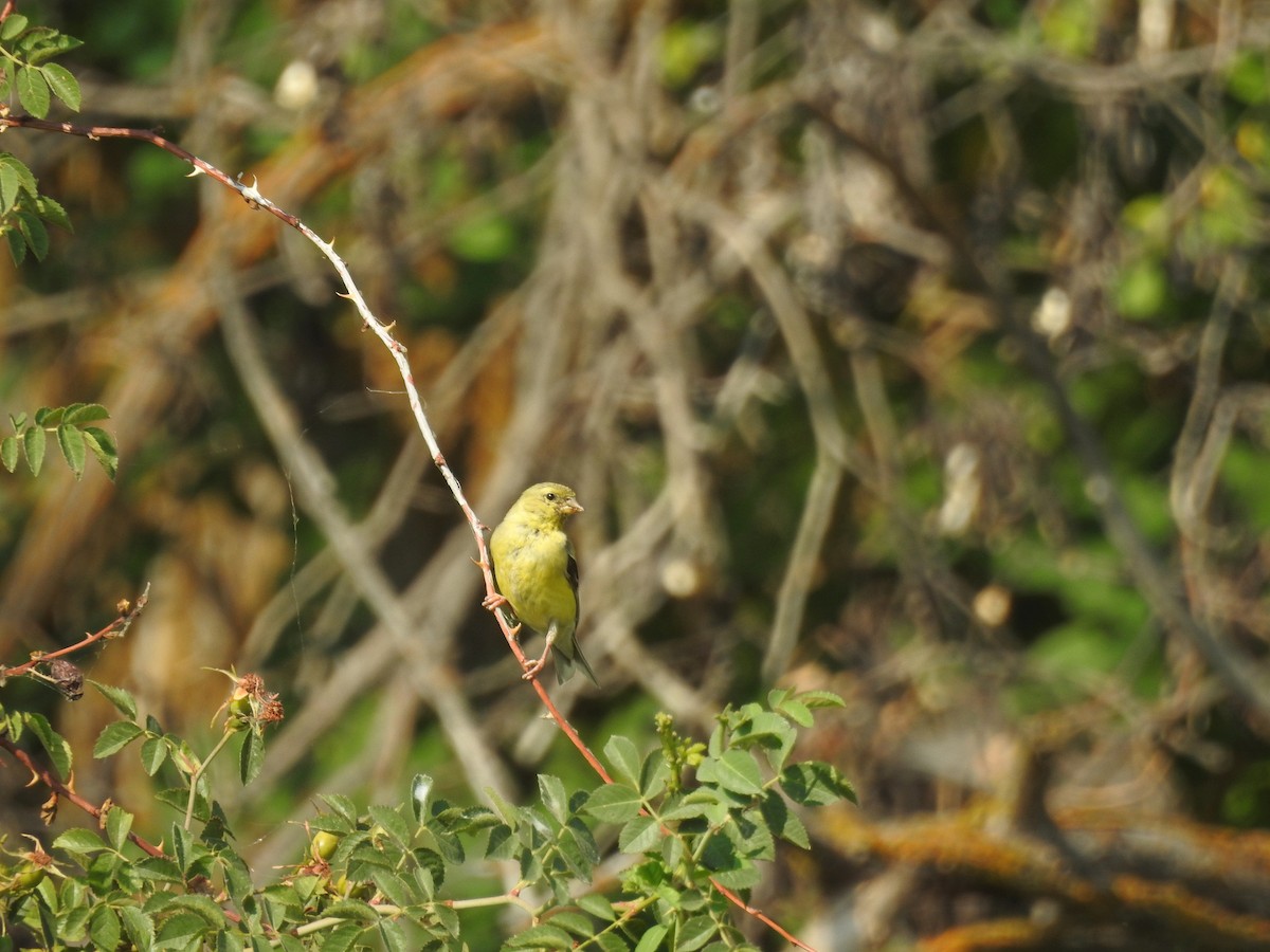 American Goldfinch - Mary Rumple