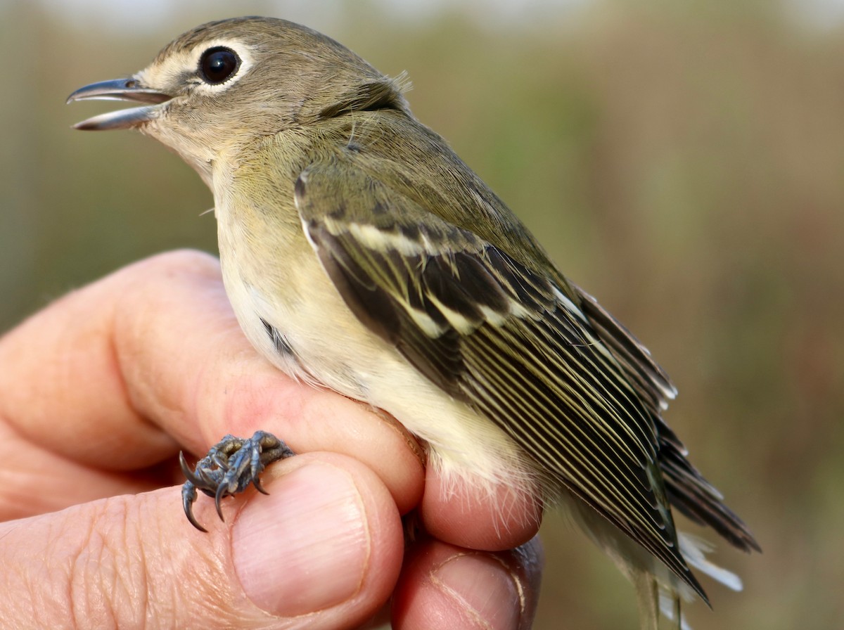 Cassin's Vireo - ML110995541