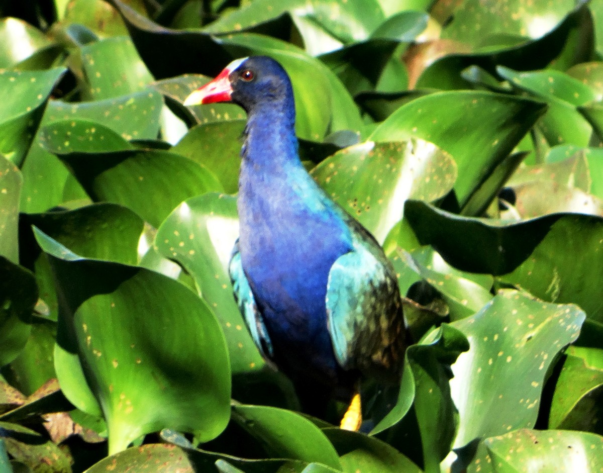 Purple Gallinule - Elizabeth Pierobon