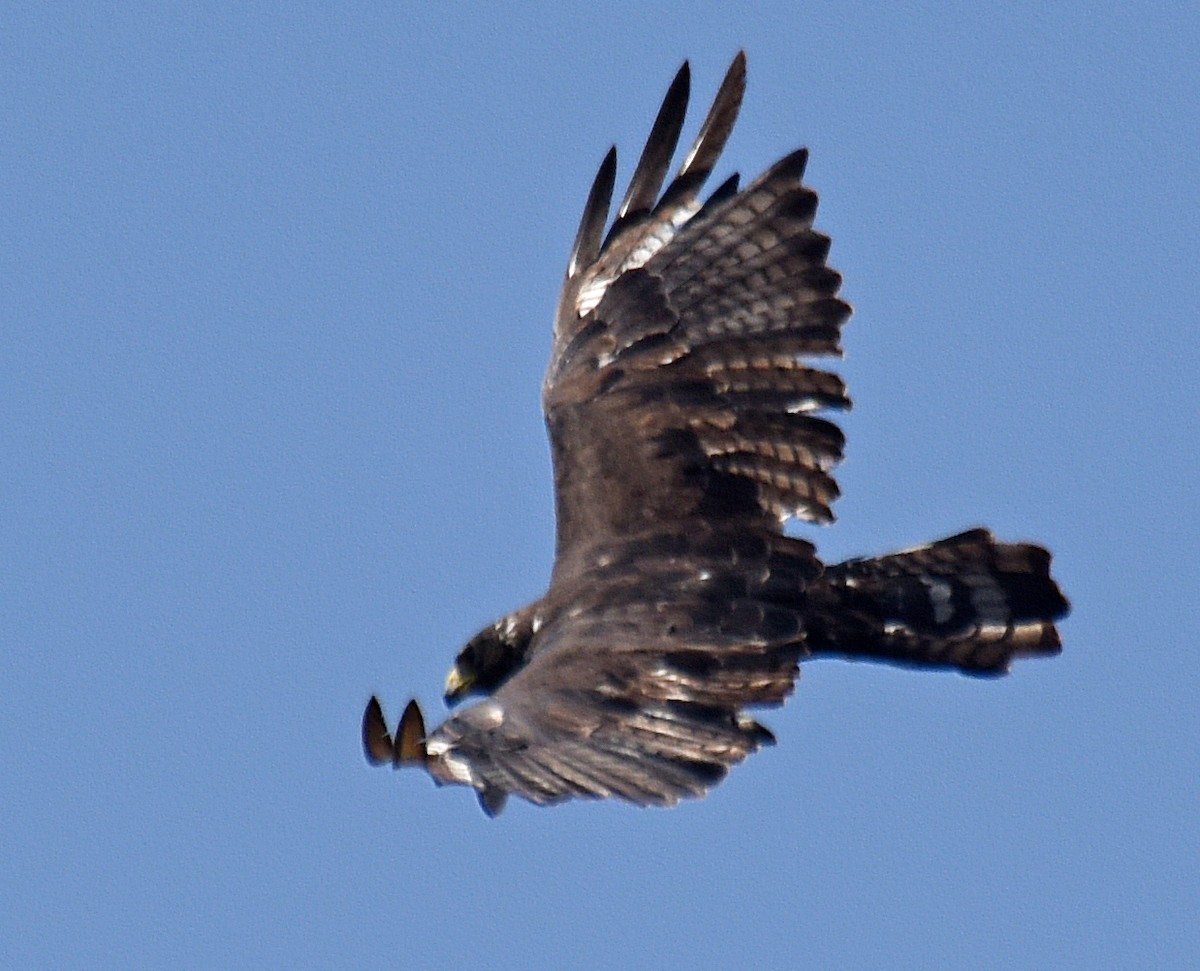 Zone-tailed Hawk - ML110996301