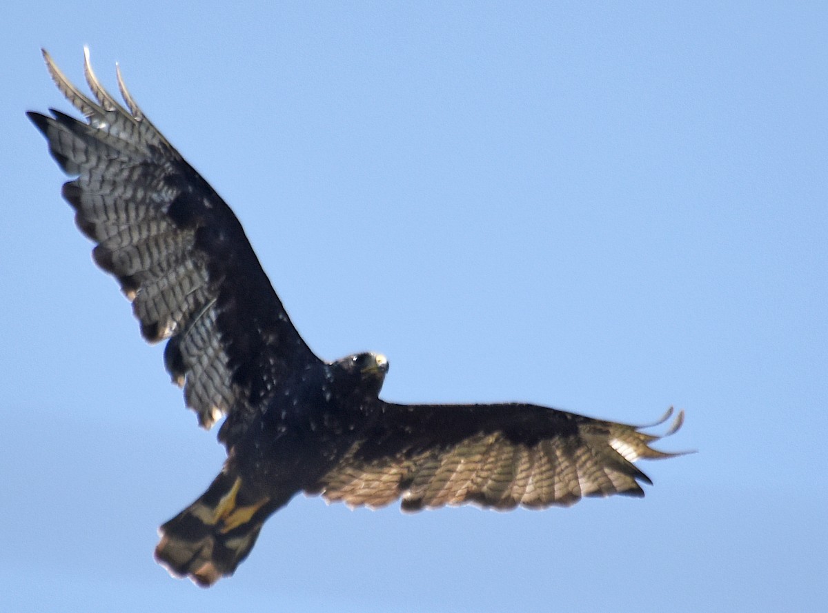 Zone-tailed Hawk - ML110996351