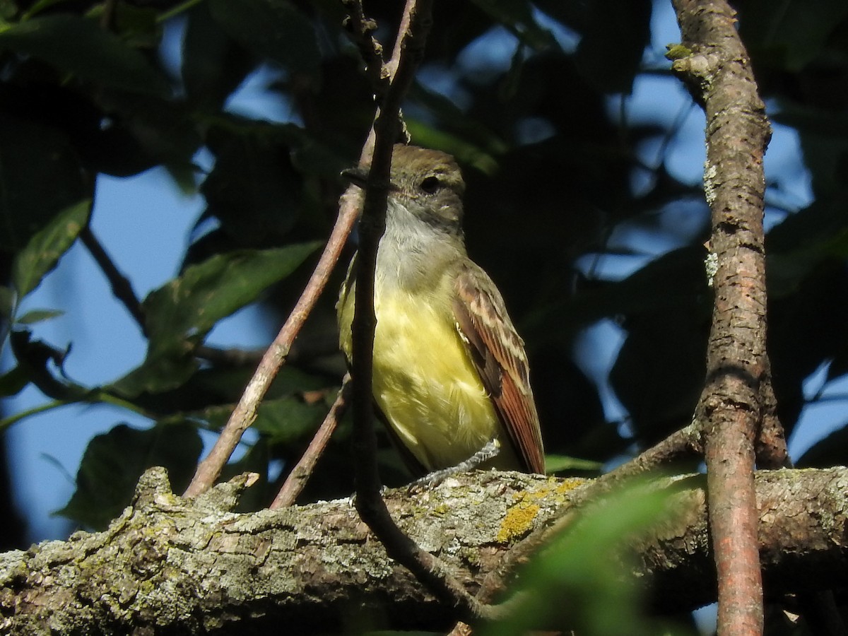 Great Crested Flycatcher - ML110996561