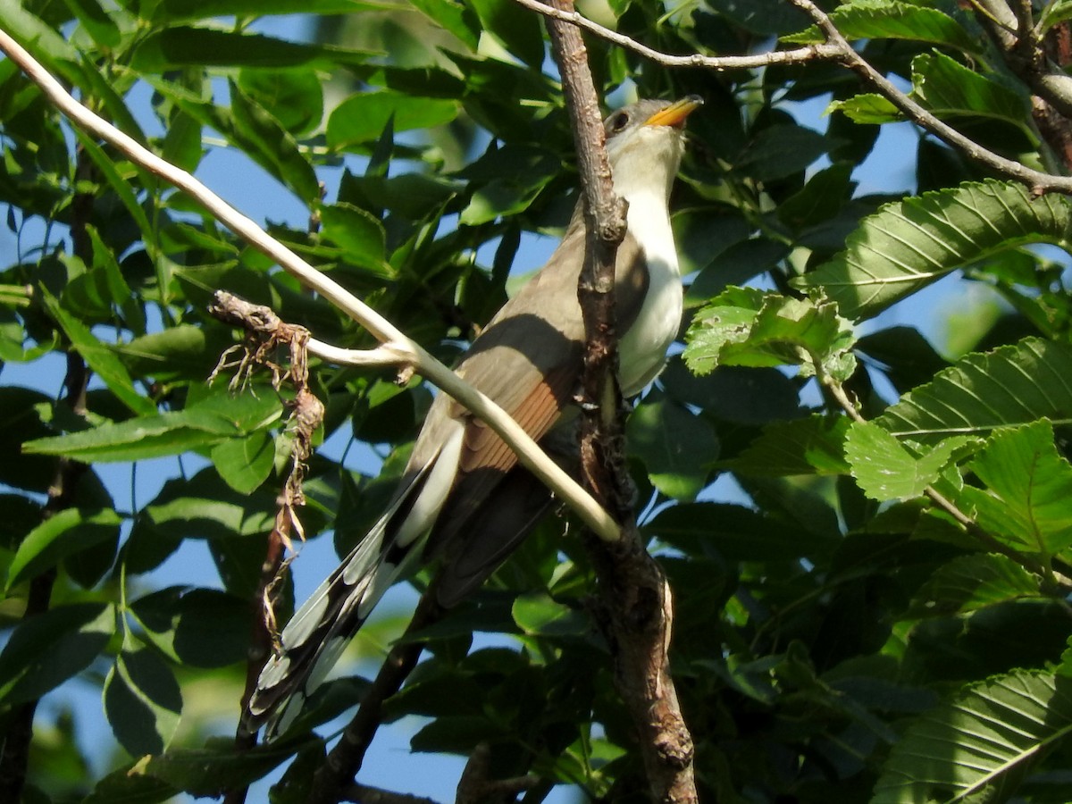 Yellow-billed Cuckoo - ML110996651