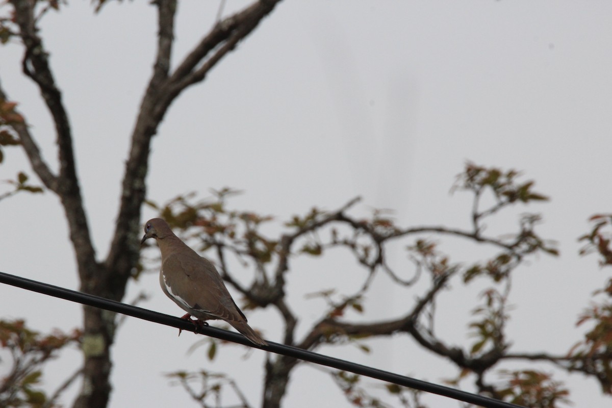 White-winged Dove - ML110997161