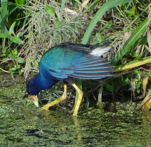 Purple Gallinule - ML110998961