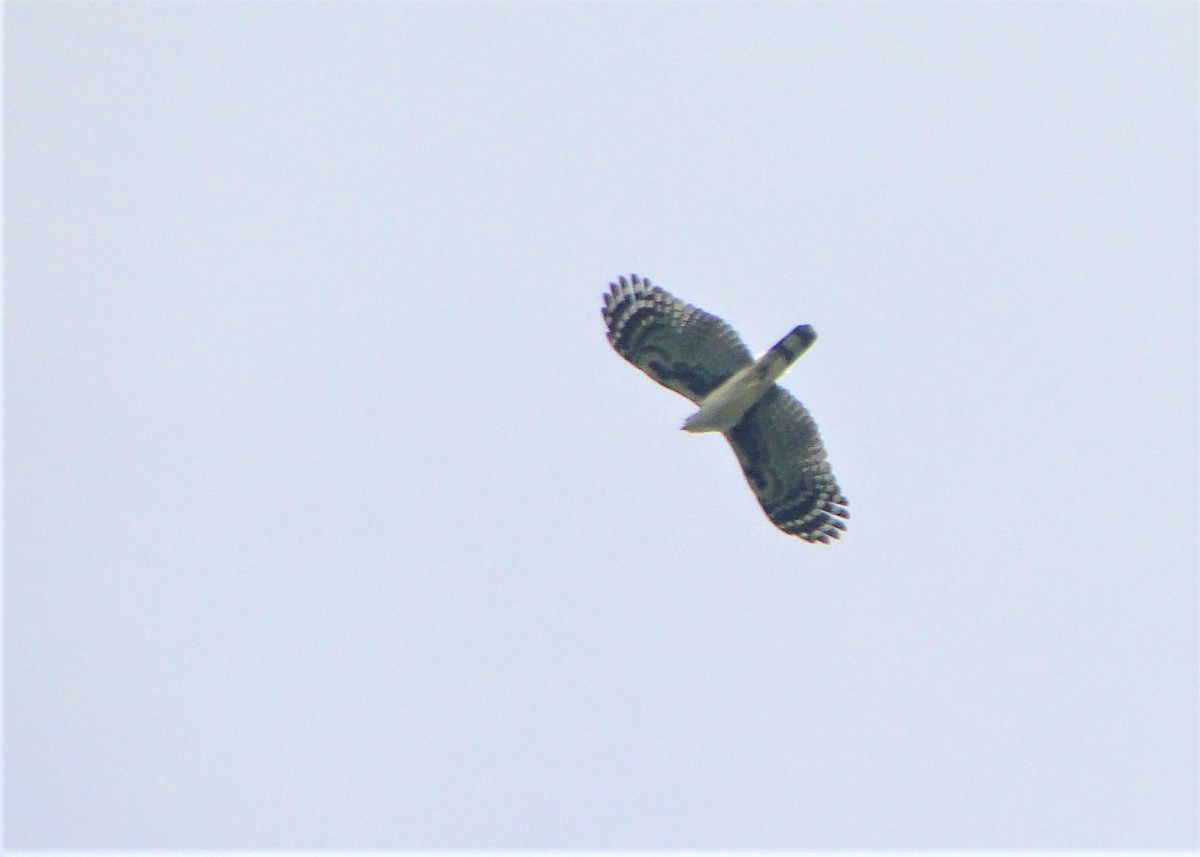 Gray-headed Kite - ML110999321