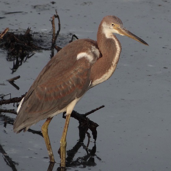 Tricolored Heron - Rita Czek