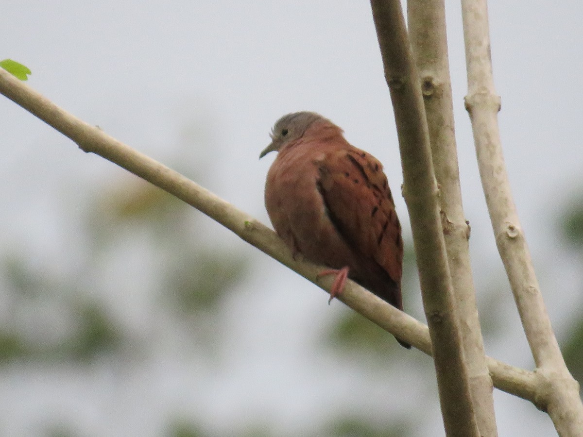 Ruddy Ground Dove - ML111001641