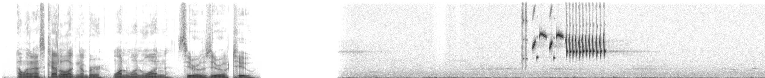 Schwarzkehlammer - ML111002