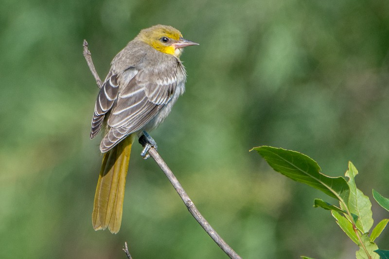 Black-backed Oriole - ML111002981