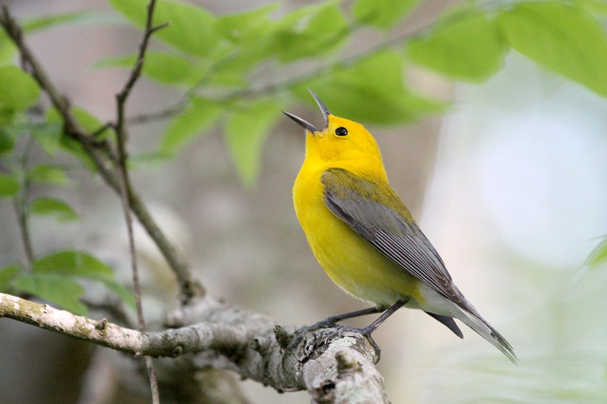 Prothonotary Warbler - Stephen Gast