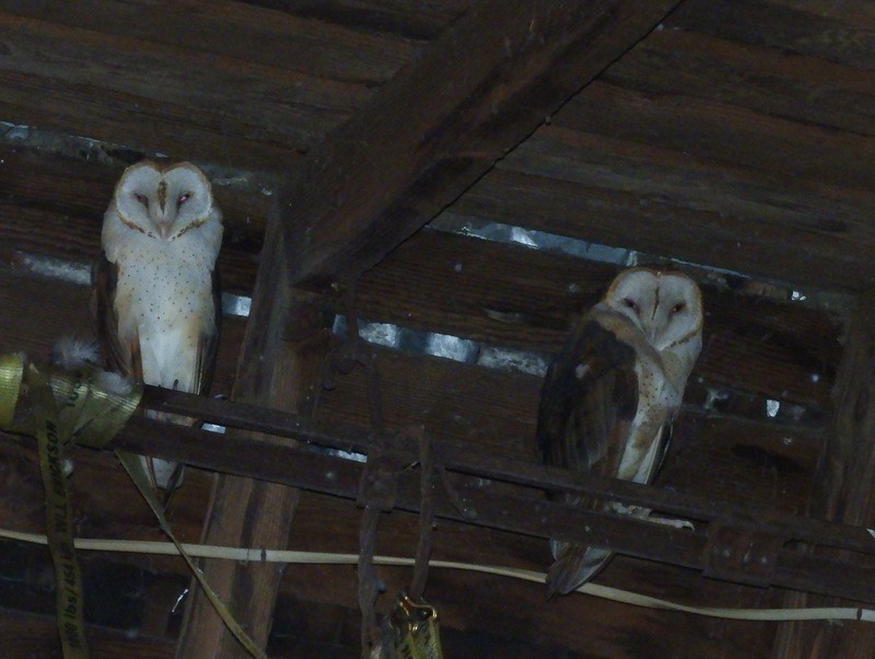 Barn Owl - Jeff Harding