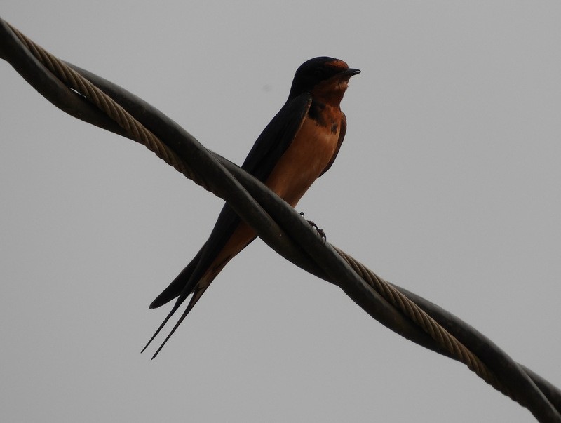 Barn Swallow - Jeff Harding