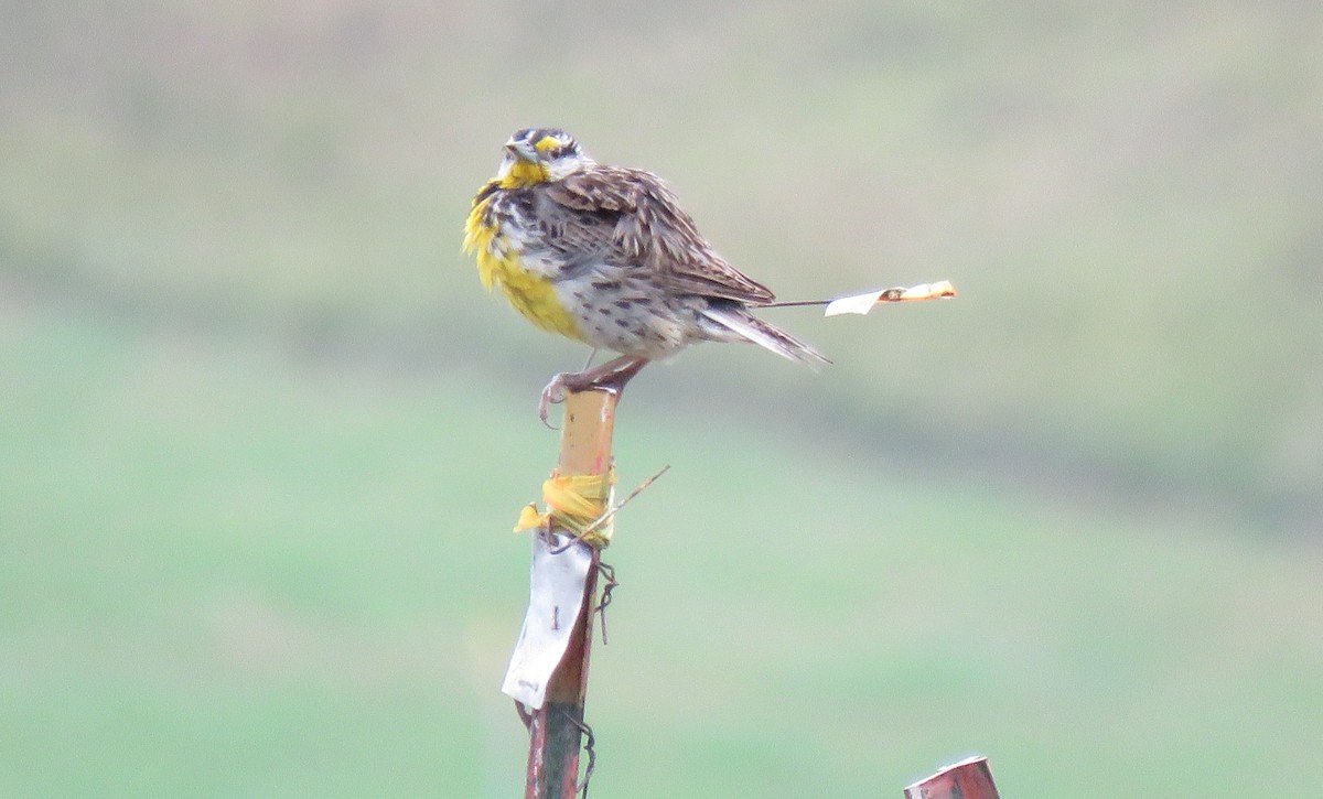 Eastern Meadowlark - Esa Jarvi