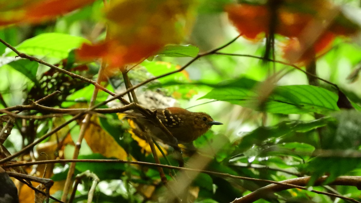 Rufous-tailed Stipplethroat - ML111007011