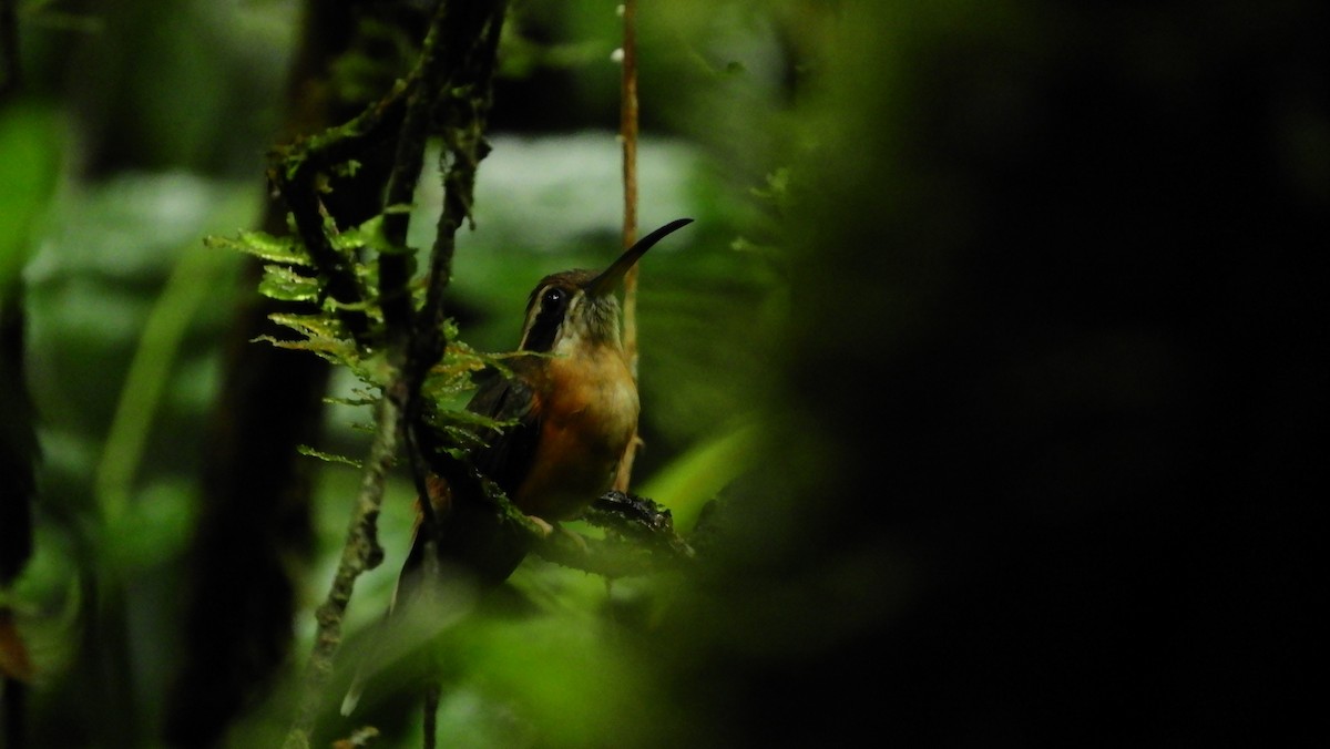 Black-throated Hermit - ML111007051