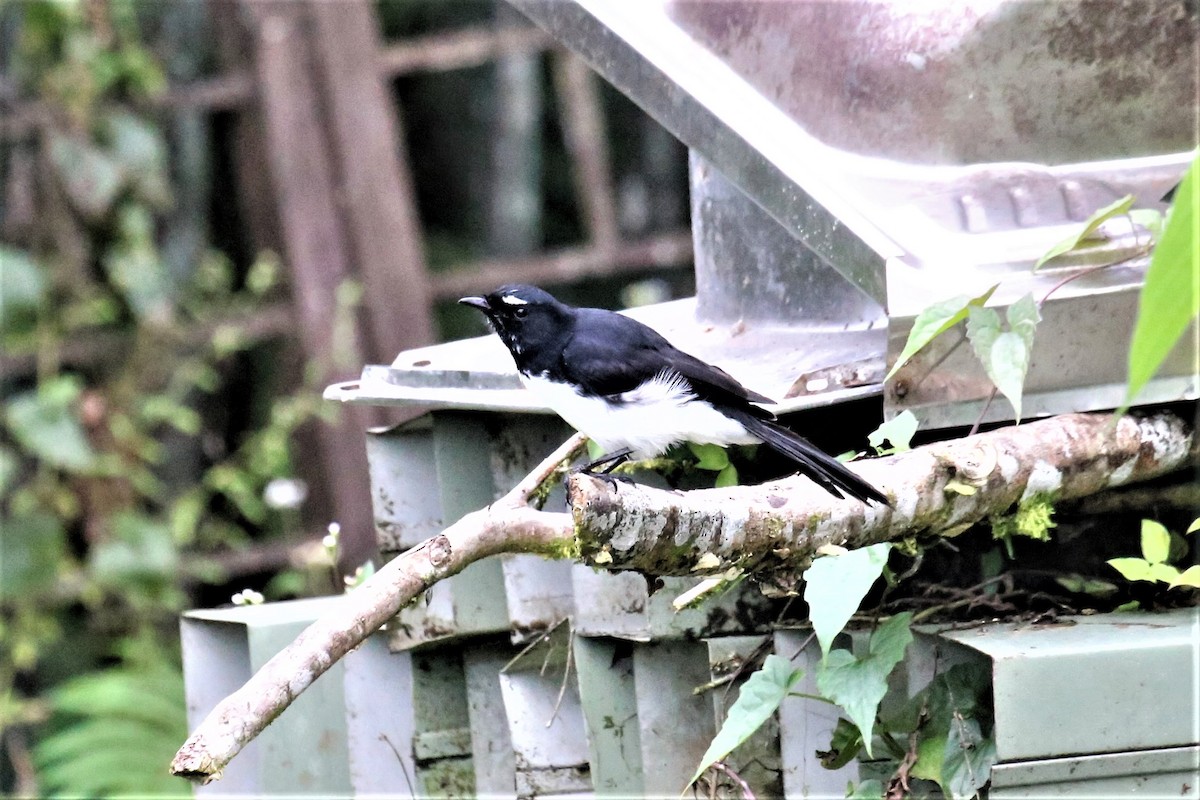 Willie-wagtail - Charles Davies