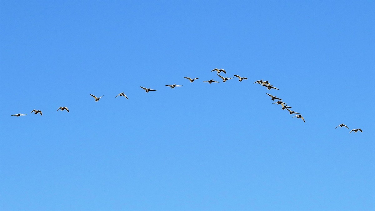 Ashy-headed Goose - ML111008331