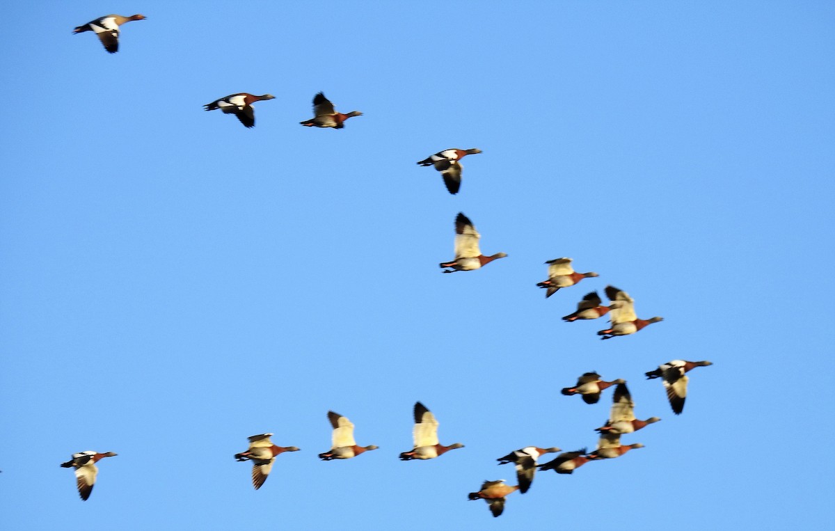 Ashy-headed Goose - ML111008341