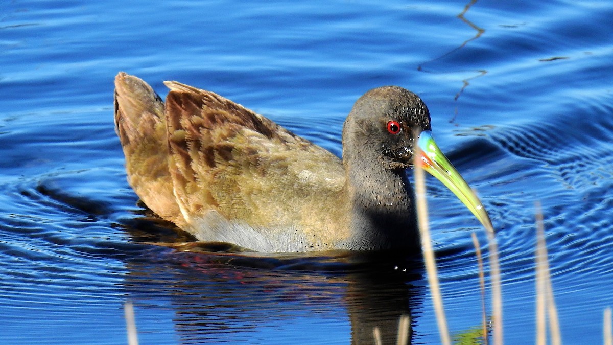 Plumbeous Rail - ML111009131