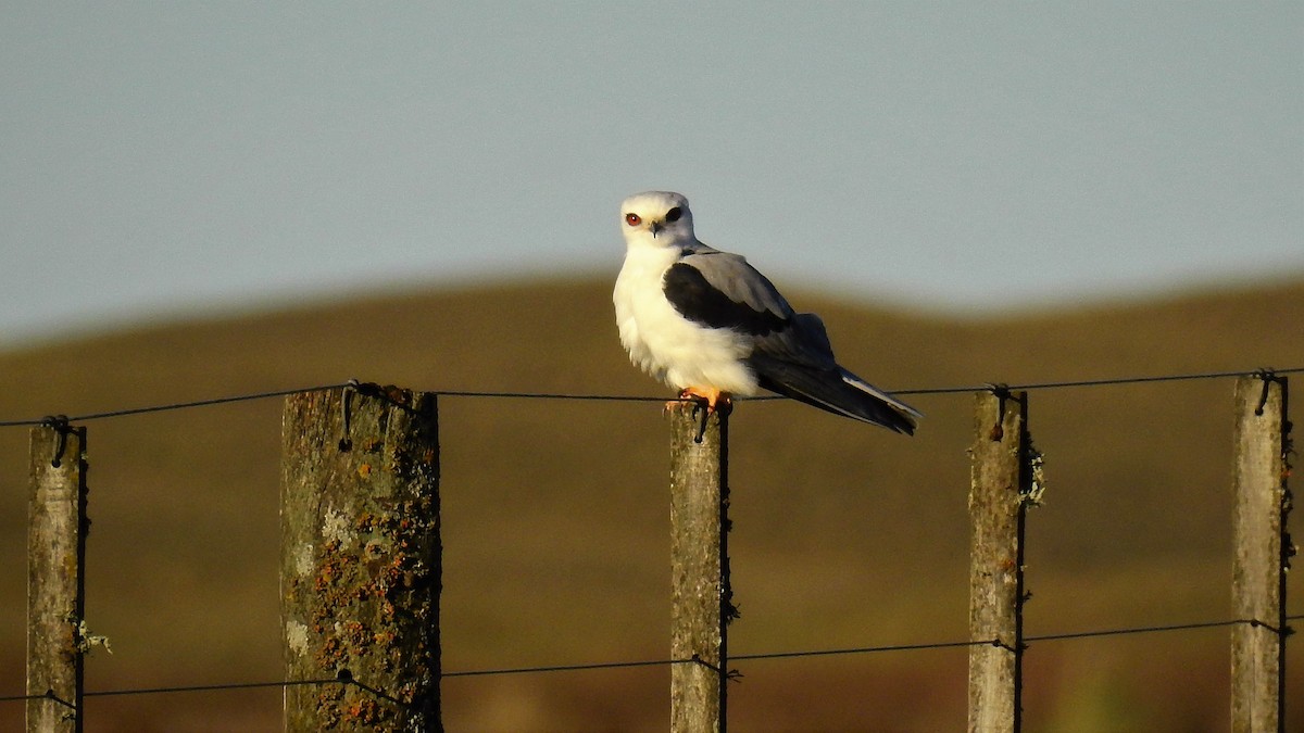 White-tailed Kite - ML111009211