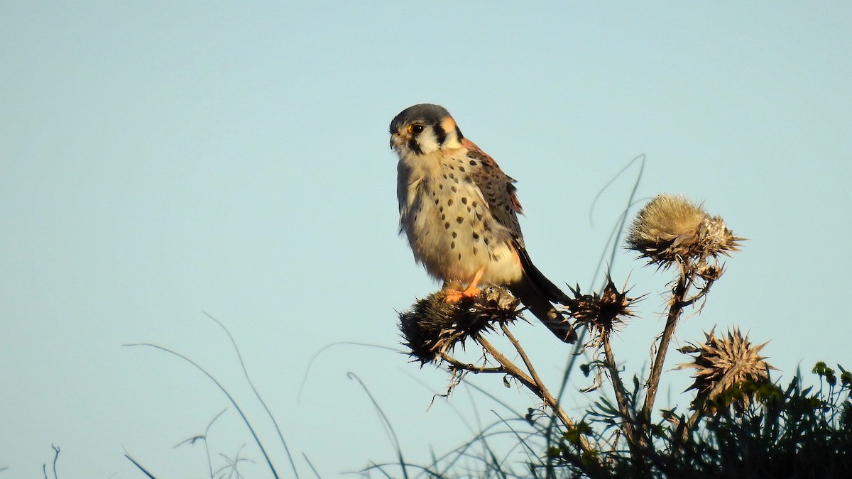 American Kestrel - ML111009301