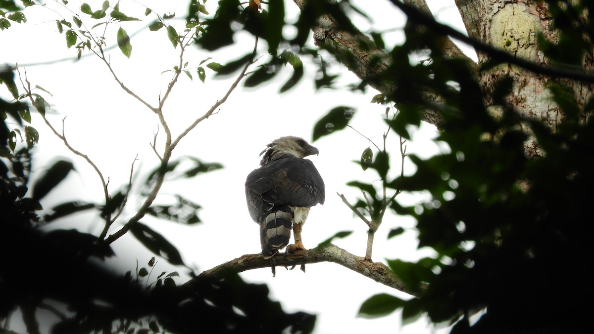 Harpy Eagle - ML111009461