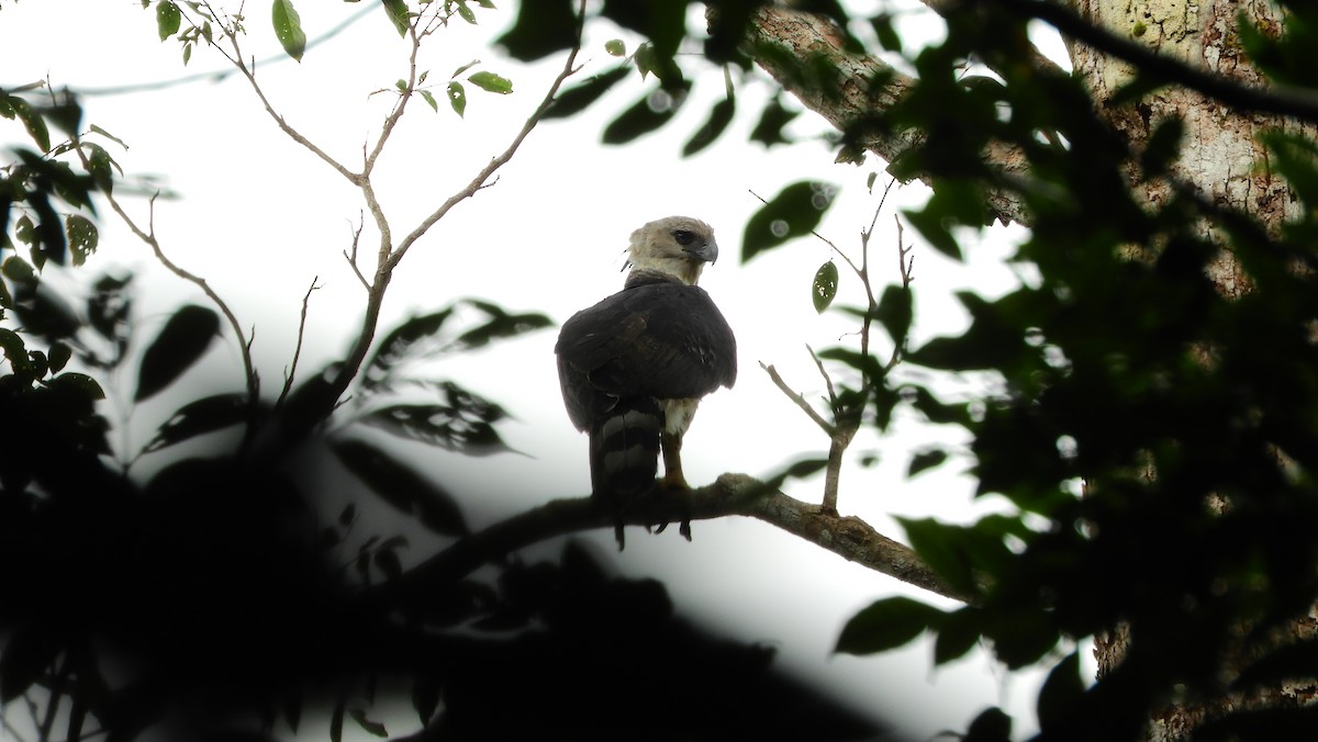 Harpy Eagle - ML111009571