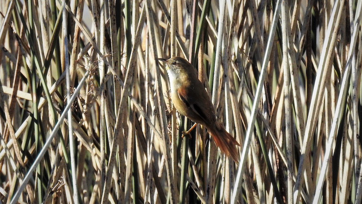 Sulphur-bearded Reedhaunter - ML111009591