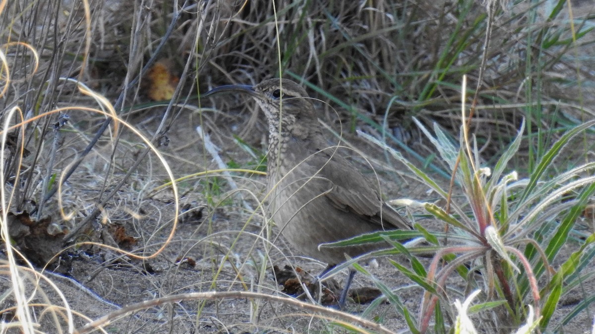 Scale-throated Earthcreeper - ML111009631