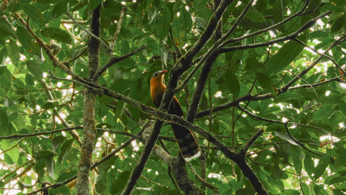 Black-bellied Cuckoo - ML111009681