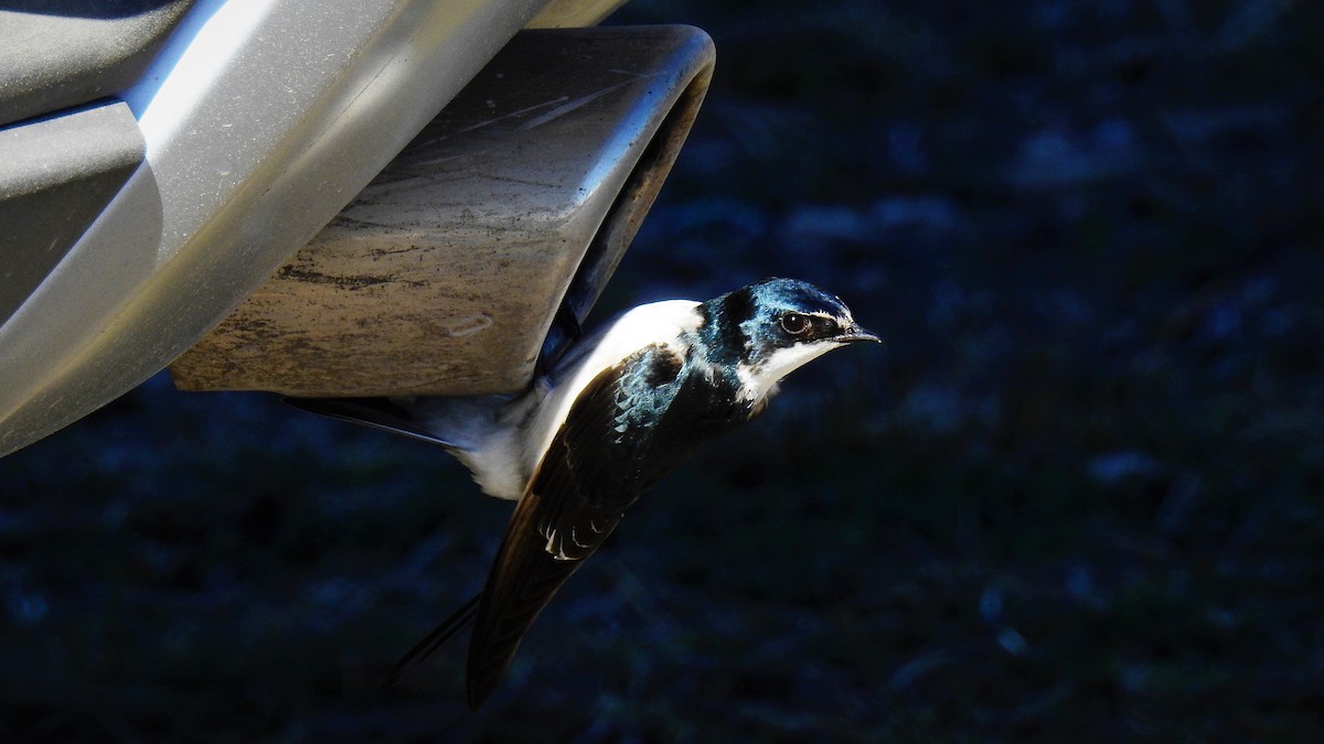 White-rumped Swallow - ML111009721