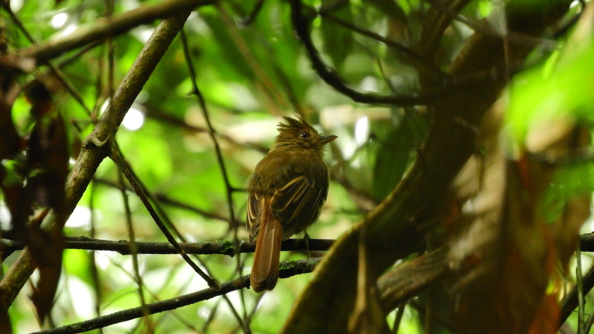 Brownish Twistwing - Jorge Muñoz García   CAQUETA BIRDING