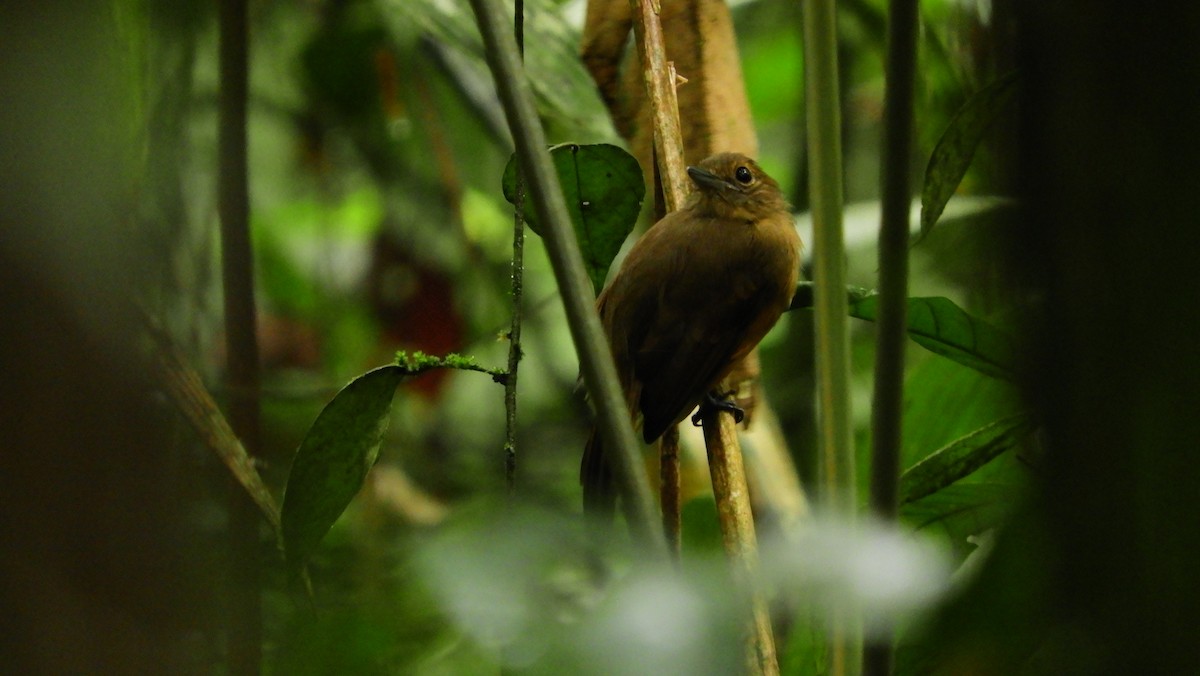 Cinereous Antshrike - ML111009911