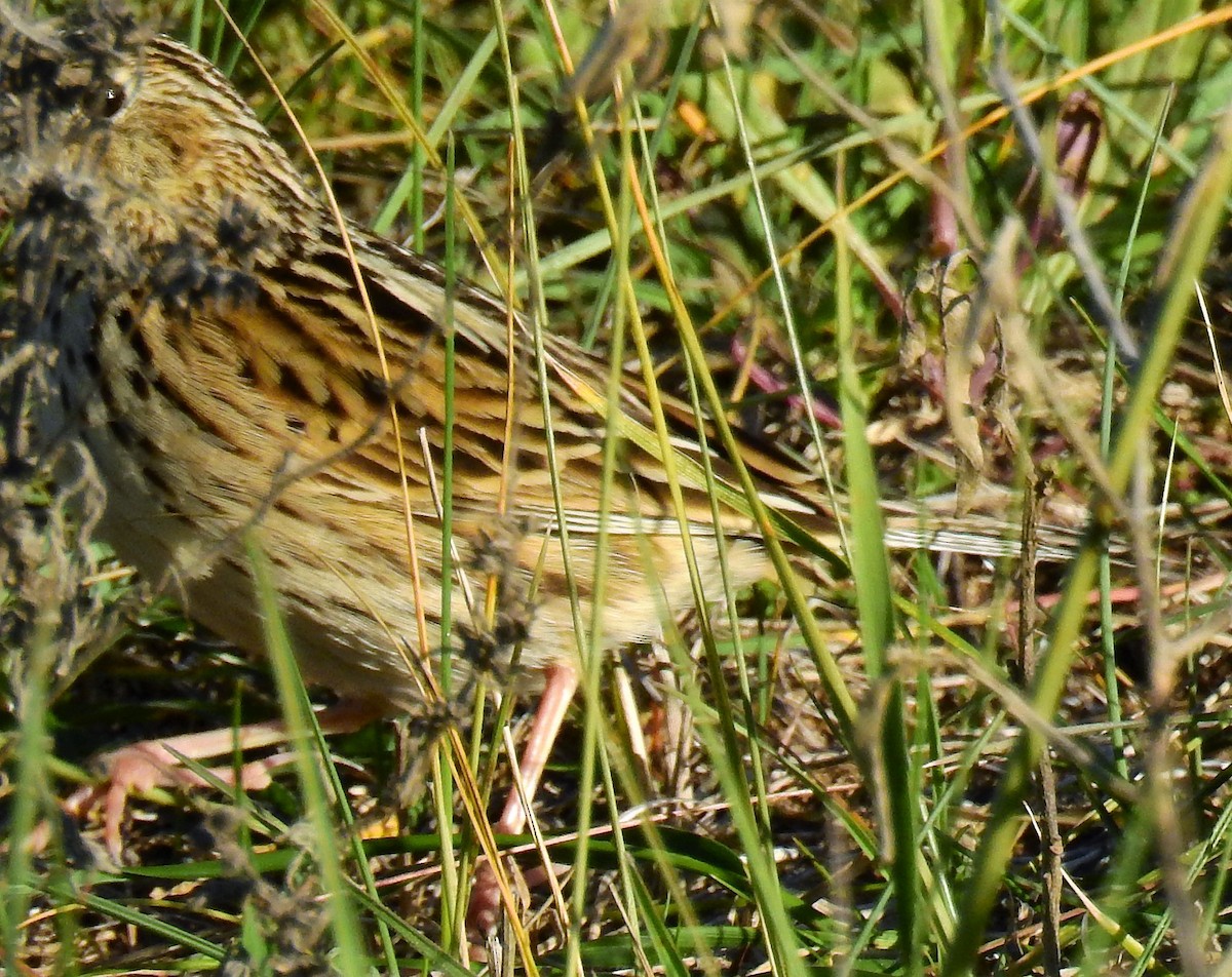 Hellmayr's Pipit - ML111009931