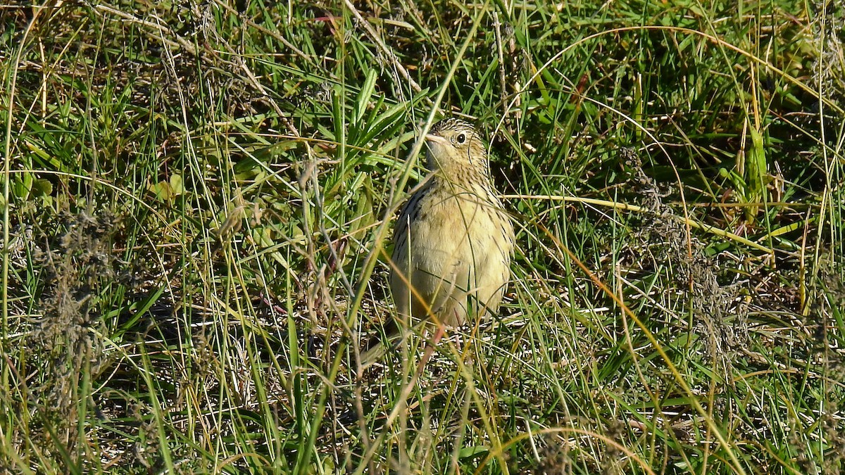 Hellmayr's Pipit - ML111009941