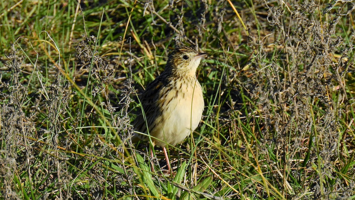 Hellmayr's Pipit - ML111009961