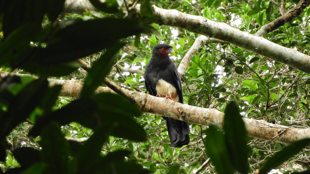 Caracara Gorjirrojo - ML111010061