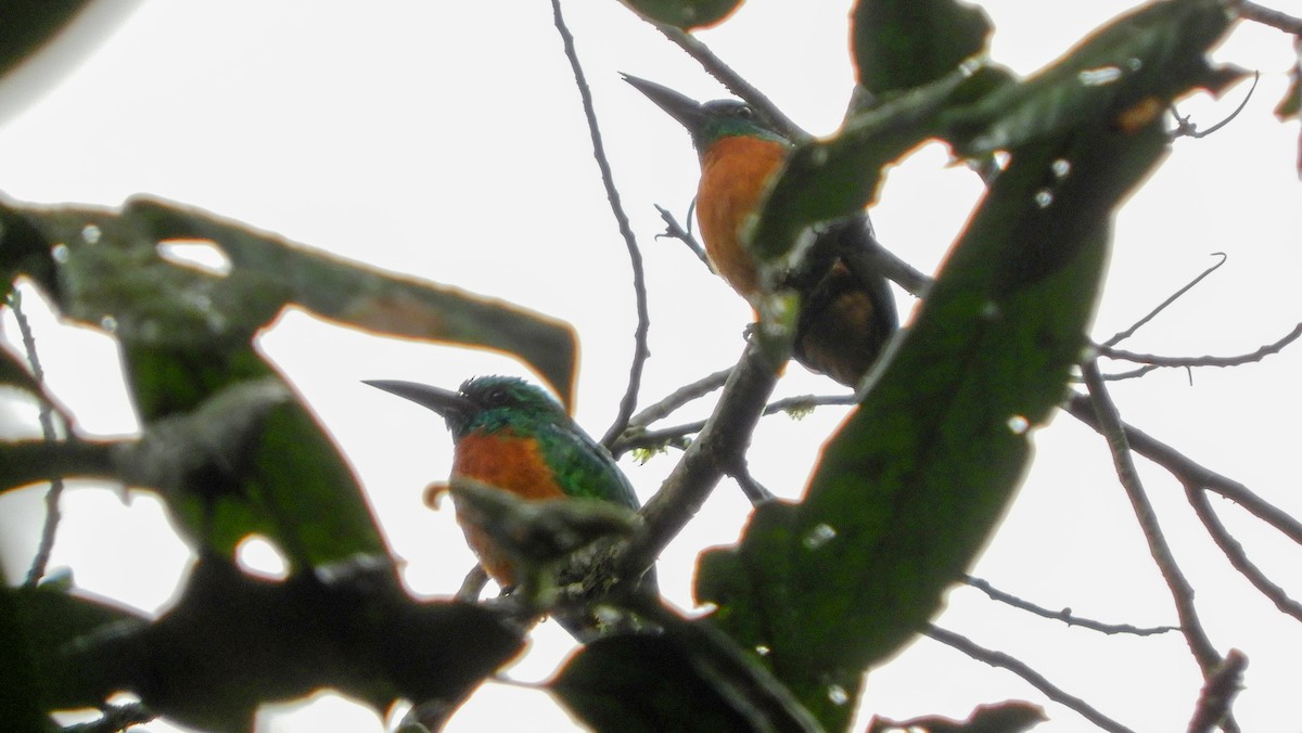 Great Jacamar - ML111010091