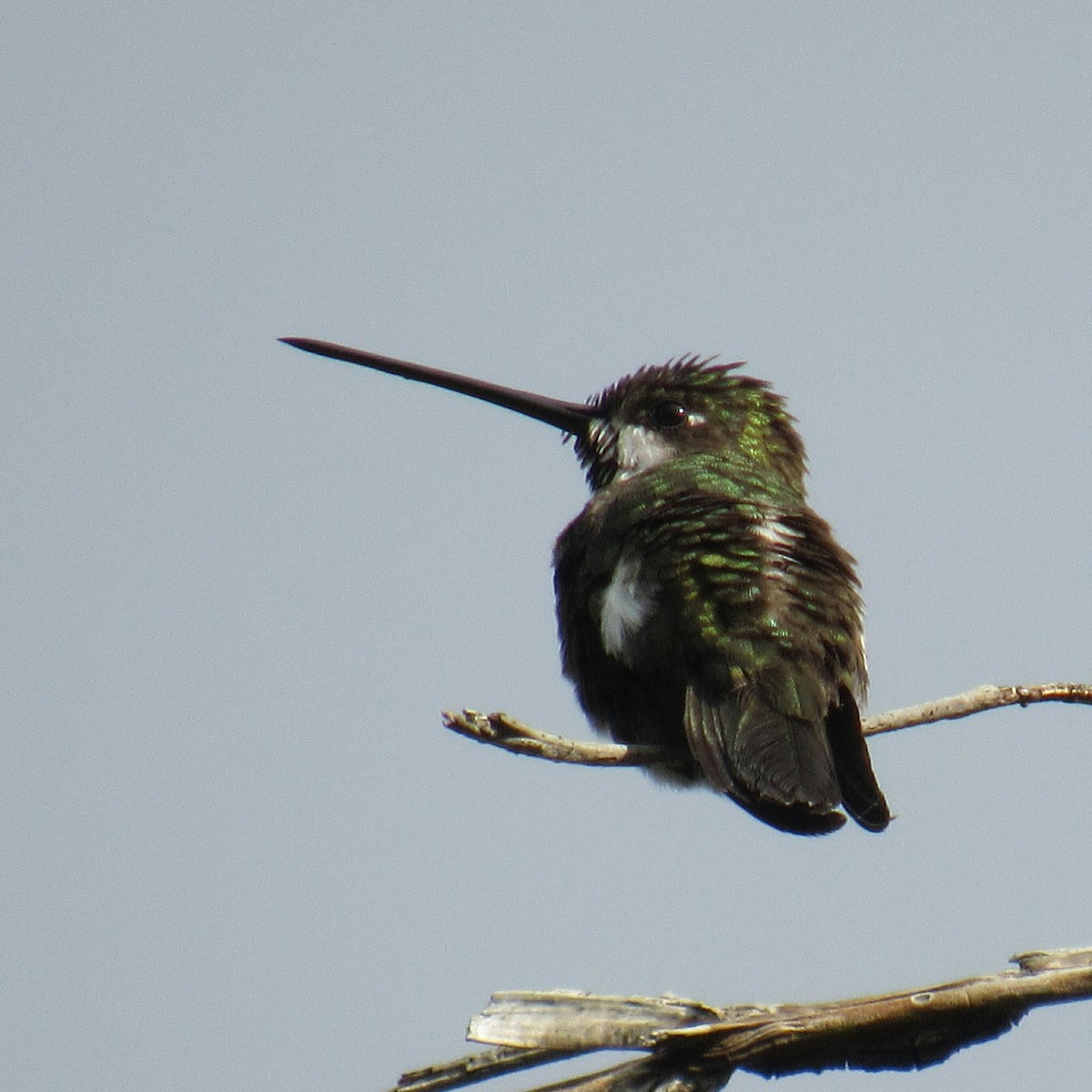 Long-billed Starthroat - Edwin Calderon