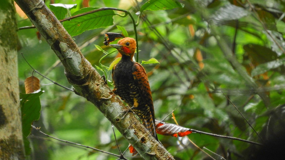 Ringed Woodpecker - ML111010331