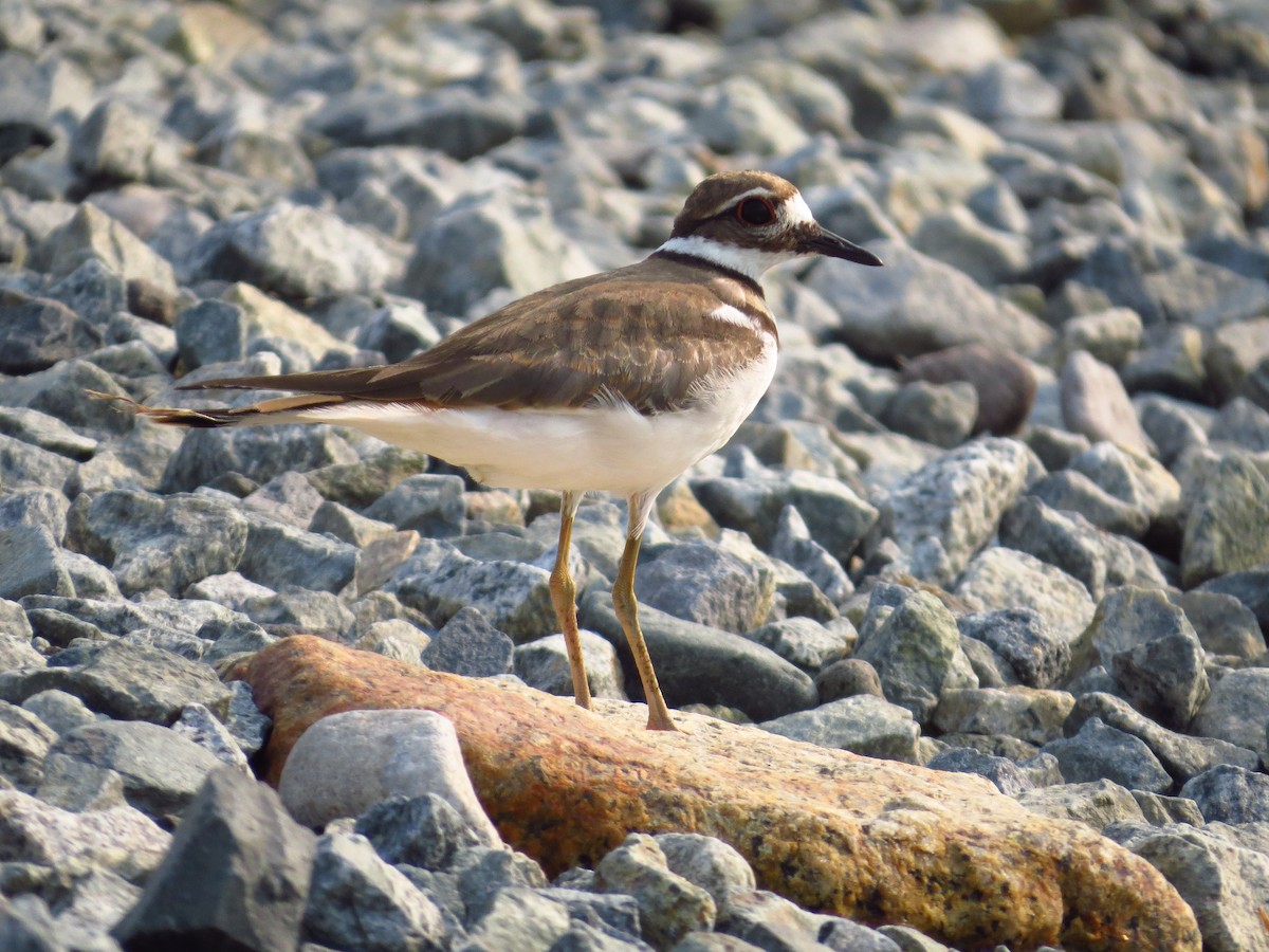 Killdeer - ML111010591