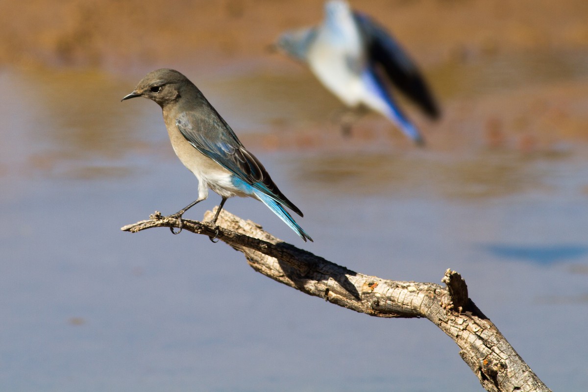 Mountain Bluebird - ML111010731