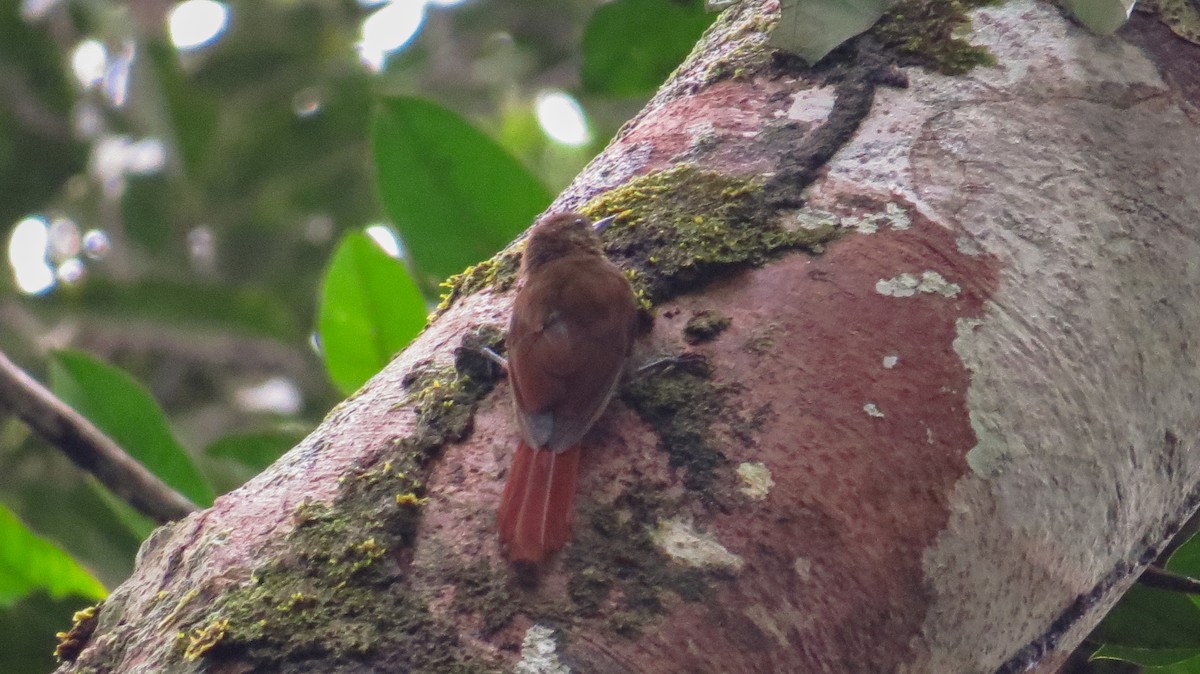 White-chinned Woodcreeper - ML111010811